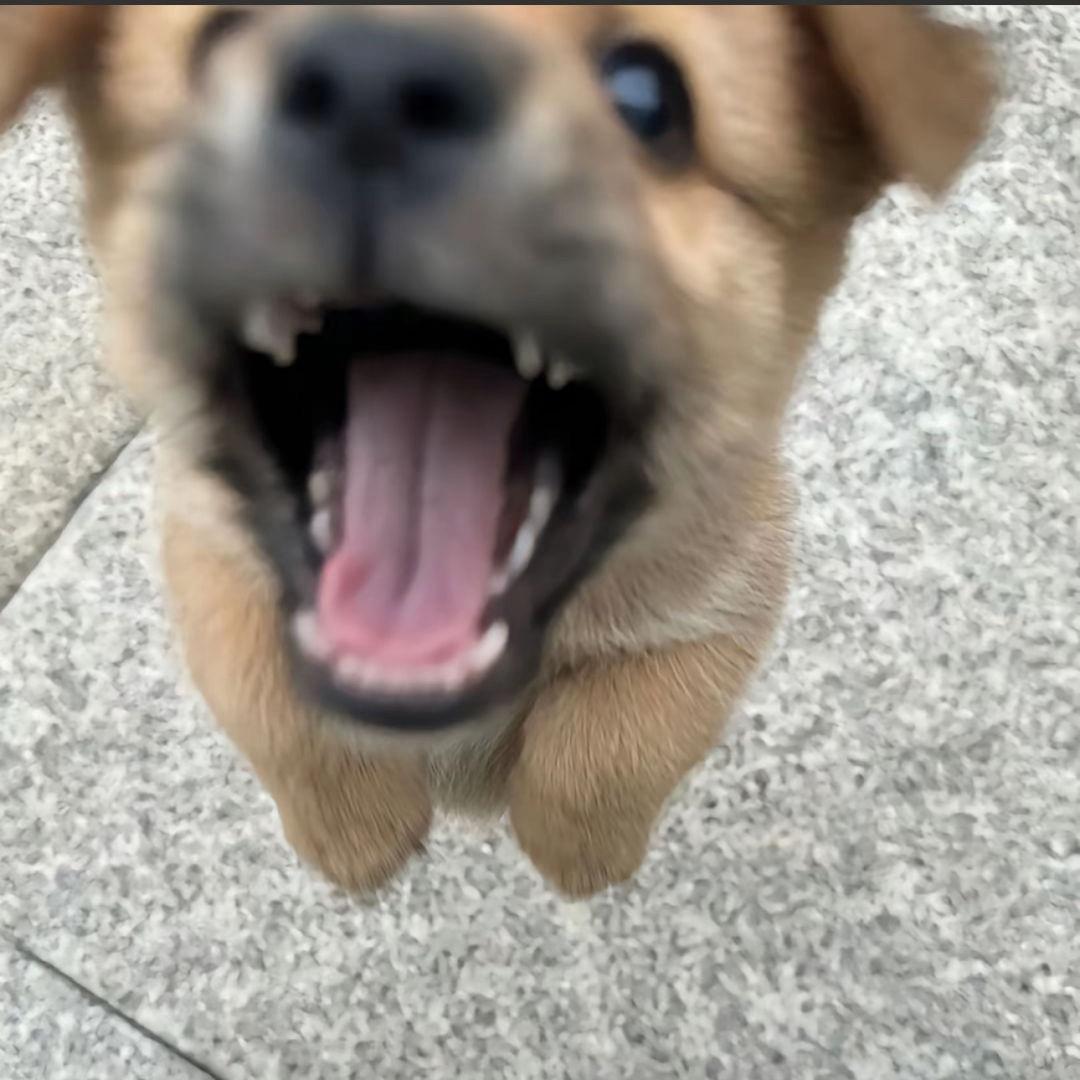 喜欢吃拔丝芋头