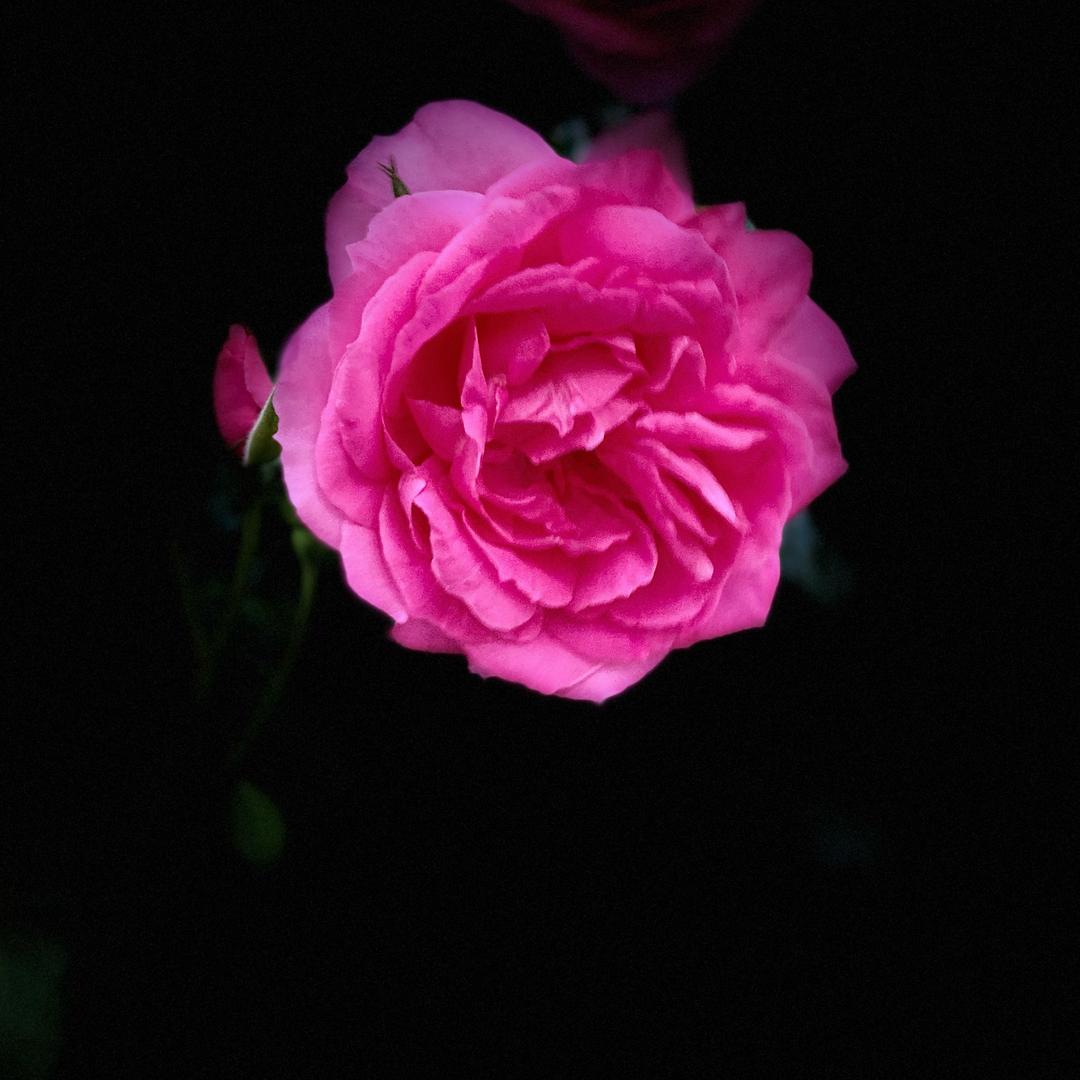 彼岸花