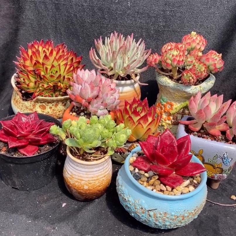 怀远钮钮多肉植物园