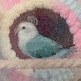 dom璃（调教p人版