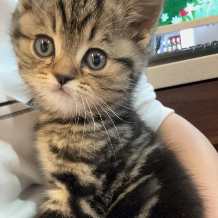 不吃
