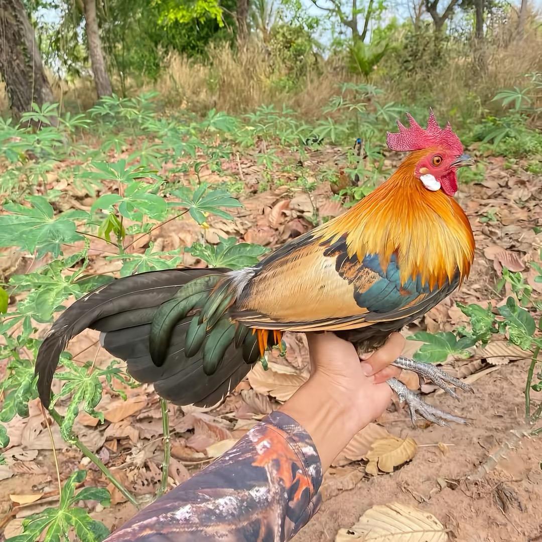 小程血统茶花鸡