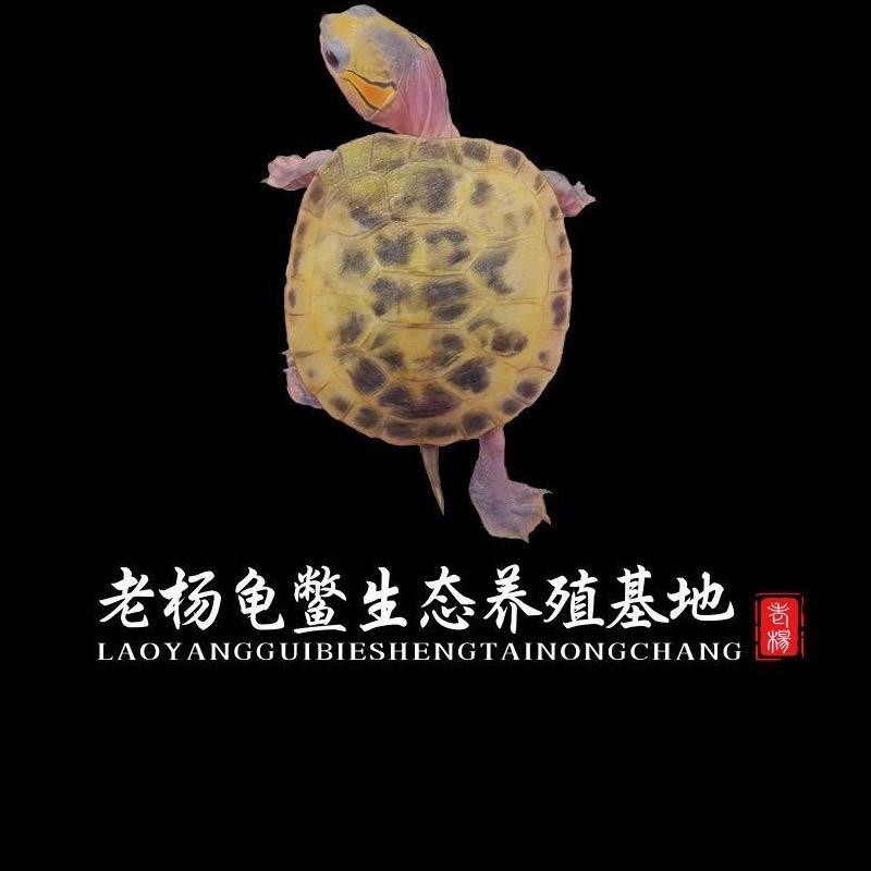 老杨龟鳖水产养殖基地