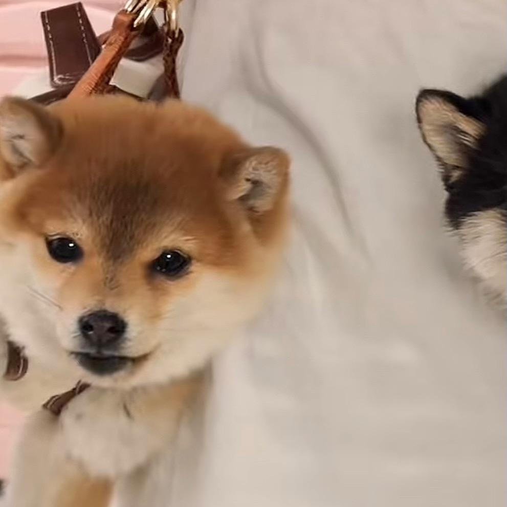 大力轻推，小力灌袋