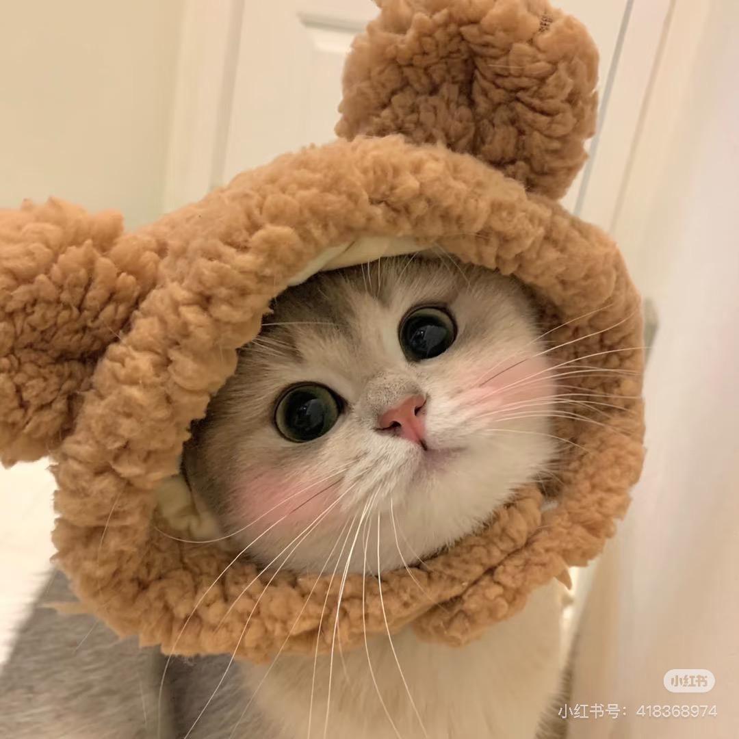 孟孟呀🍀重启｜向上