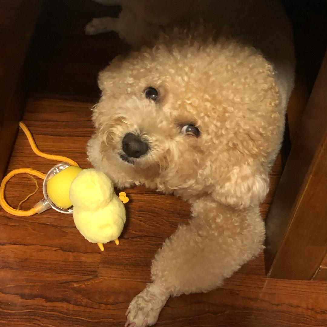 曾Coco🐶