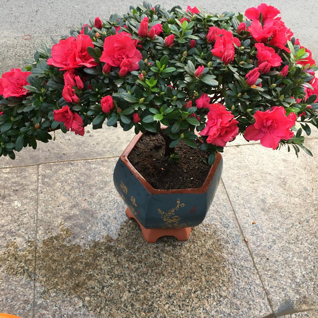 花之缘