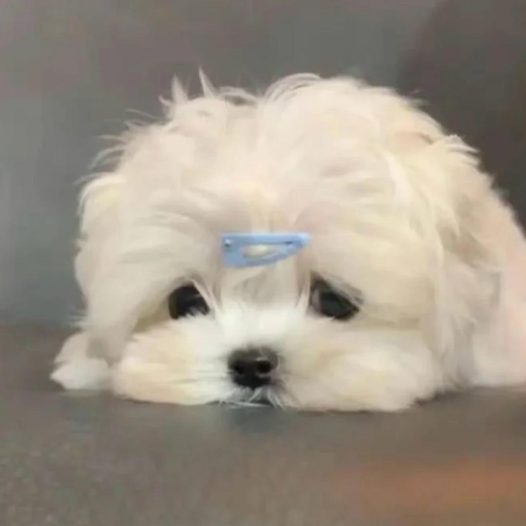 今天不吃西红柿