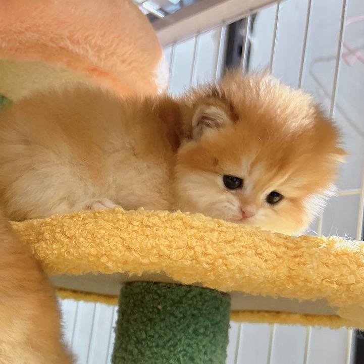 金猫猫