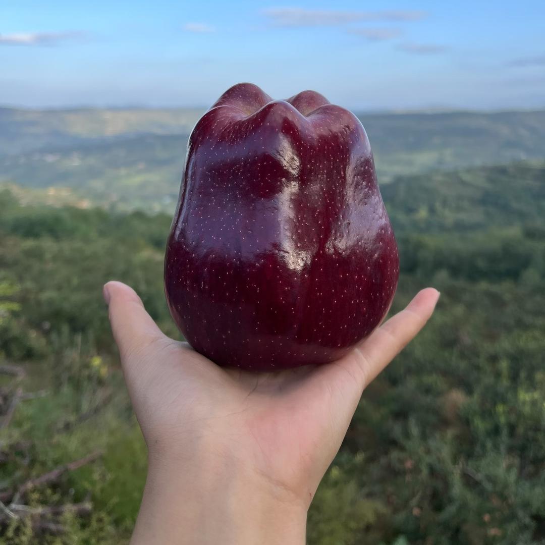 晶晶果主【有关必回，互关互助】