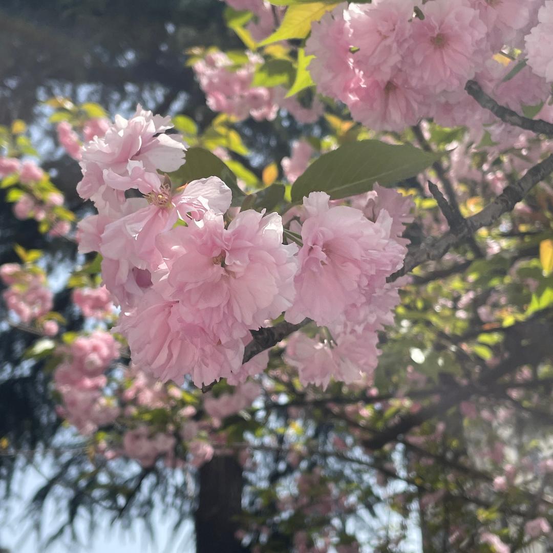 白云朵朵