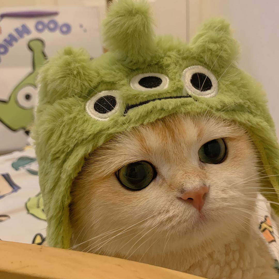 阿阳的萌宠之家