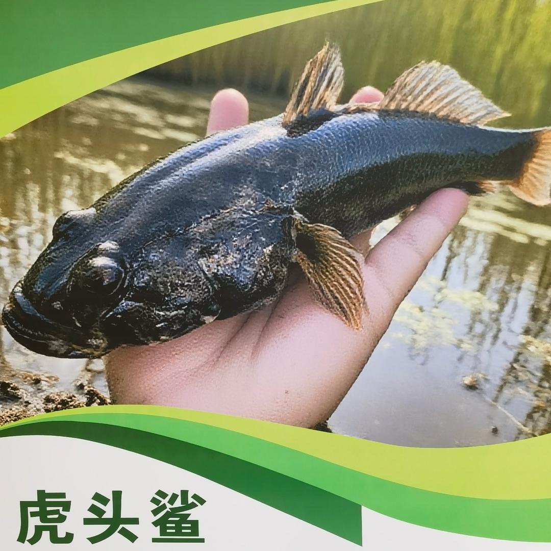 虎头鲨沙塘鳢养殖基地