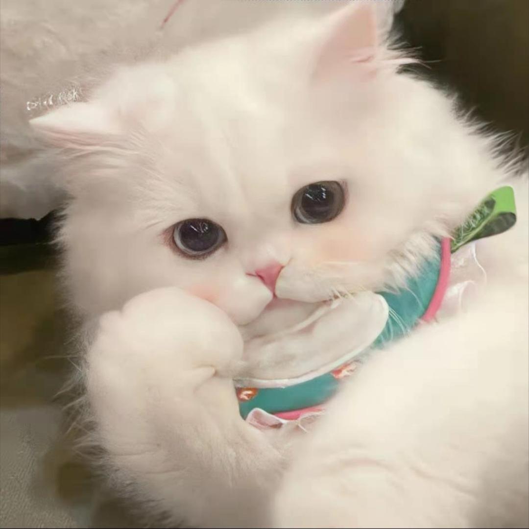 苏苏、