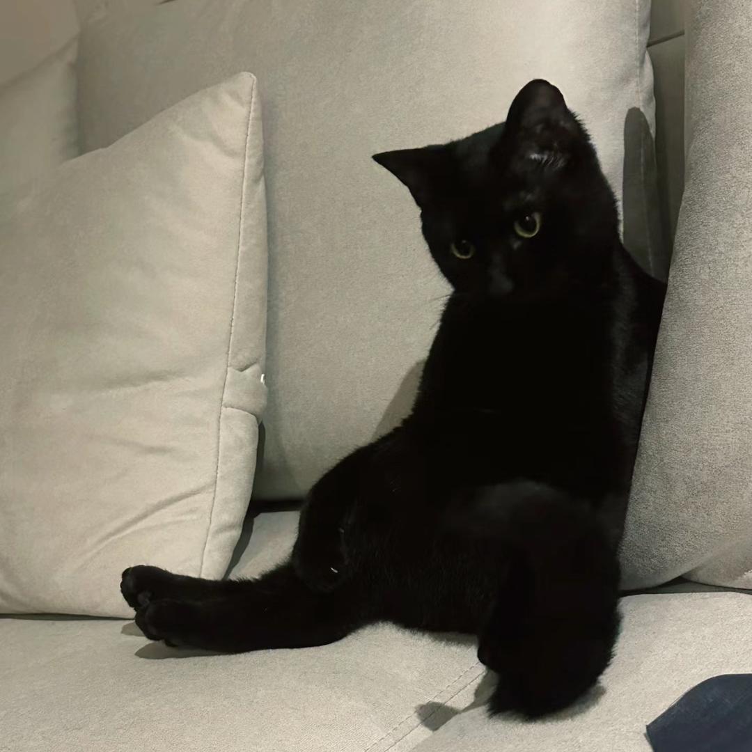 无糖可乐要加冰