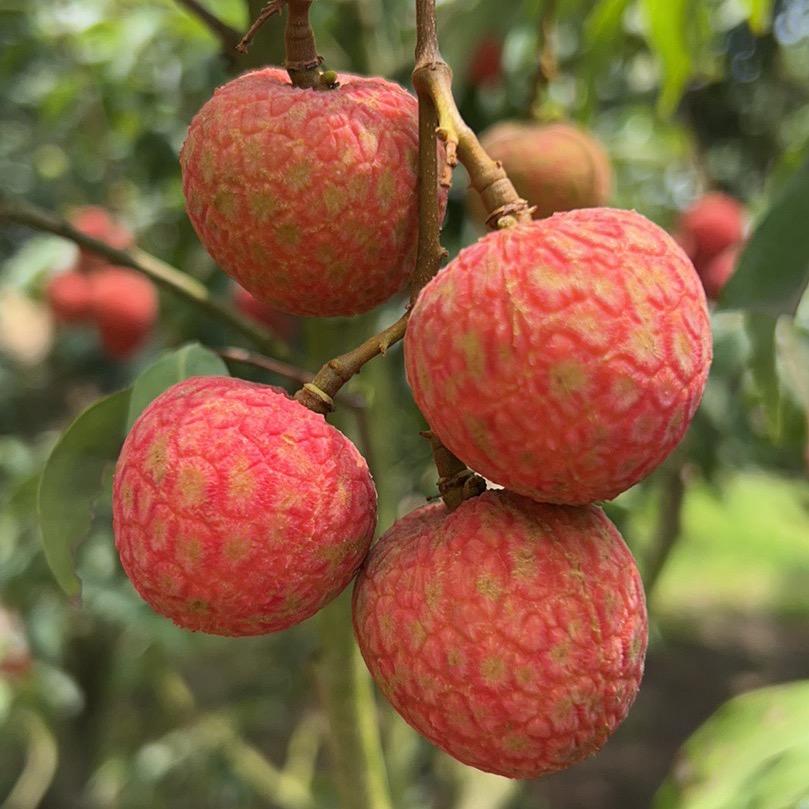 茂名牛匠贸易有限公司企业店