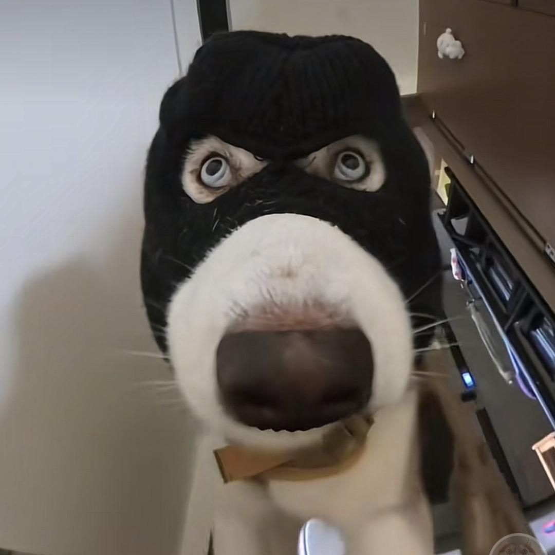 🐶
