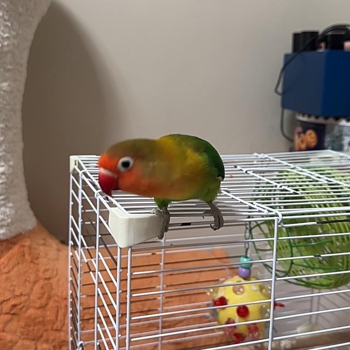 瓶盖