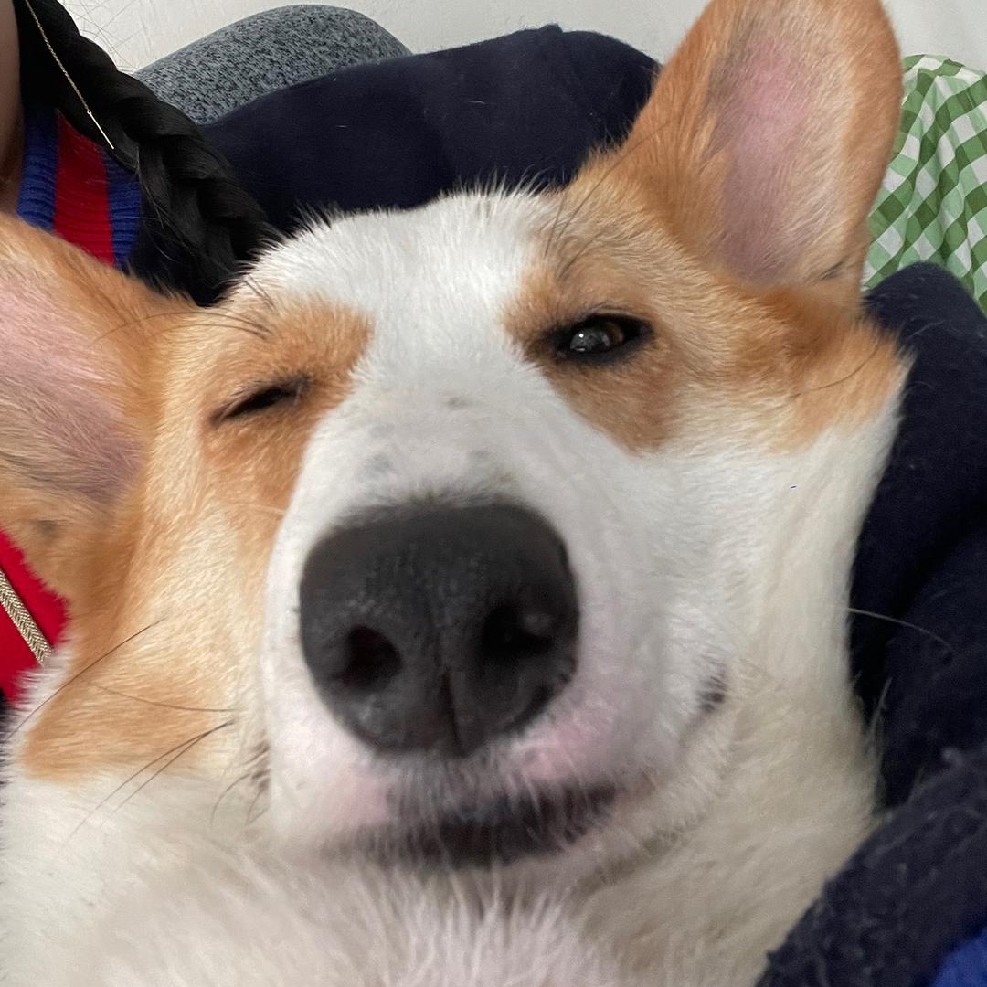 倍甄柯基养基厂🐶