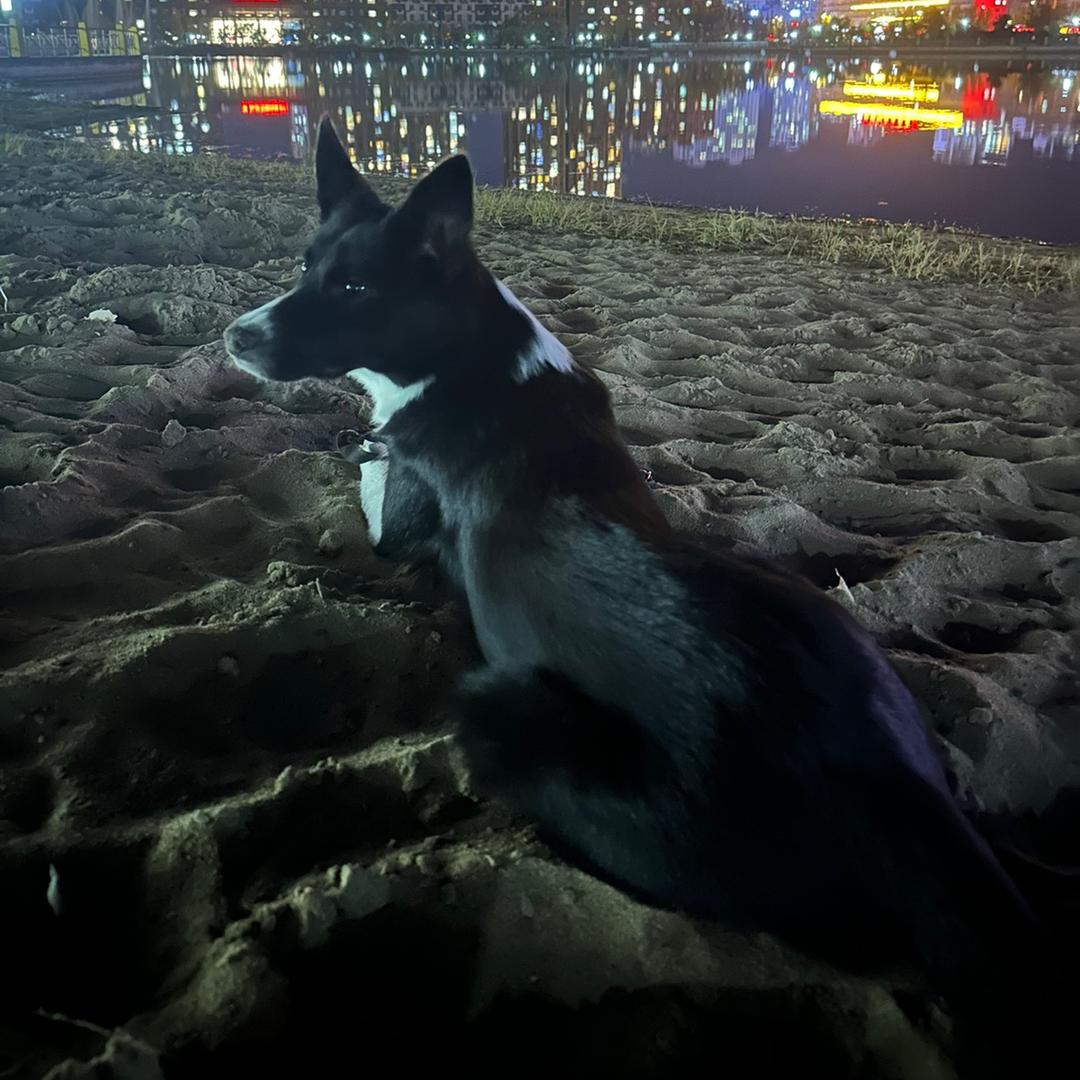 小宝（短毛边境牧羊犬）