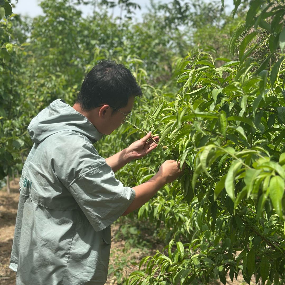 小郭种果树
