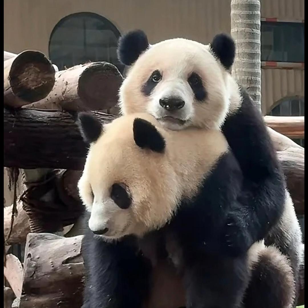 YB紫萱💚