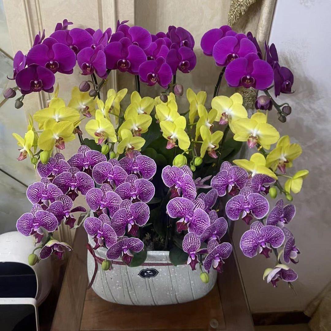 芬芬.