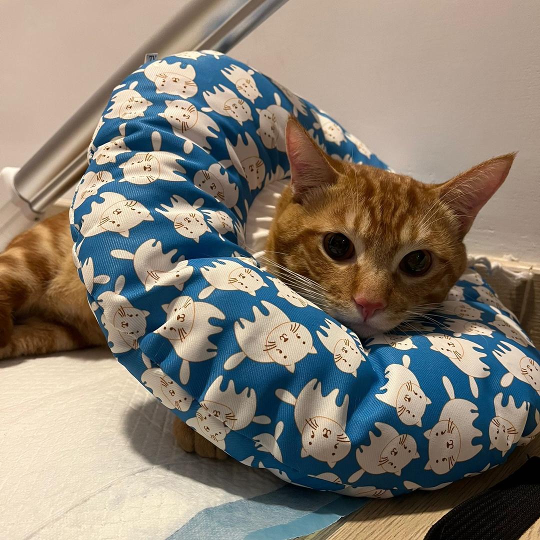 leeP
