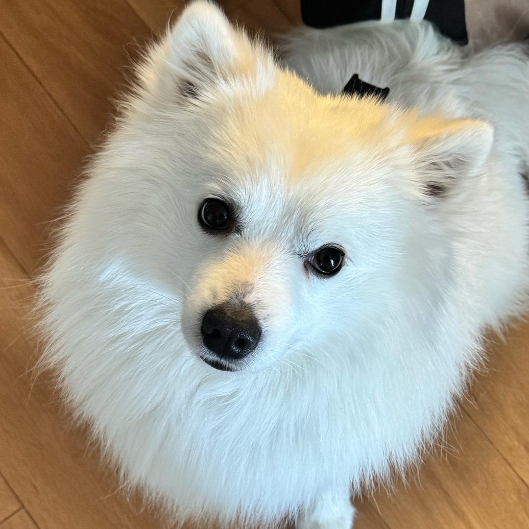 小米是只银狐