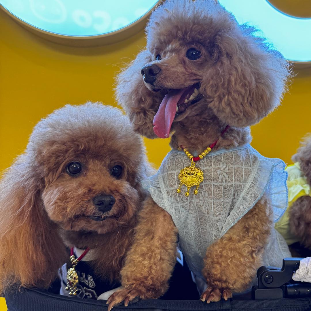 花卷油条的铲屎官