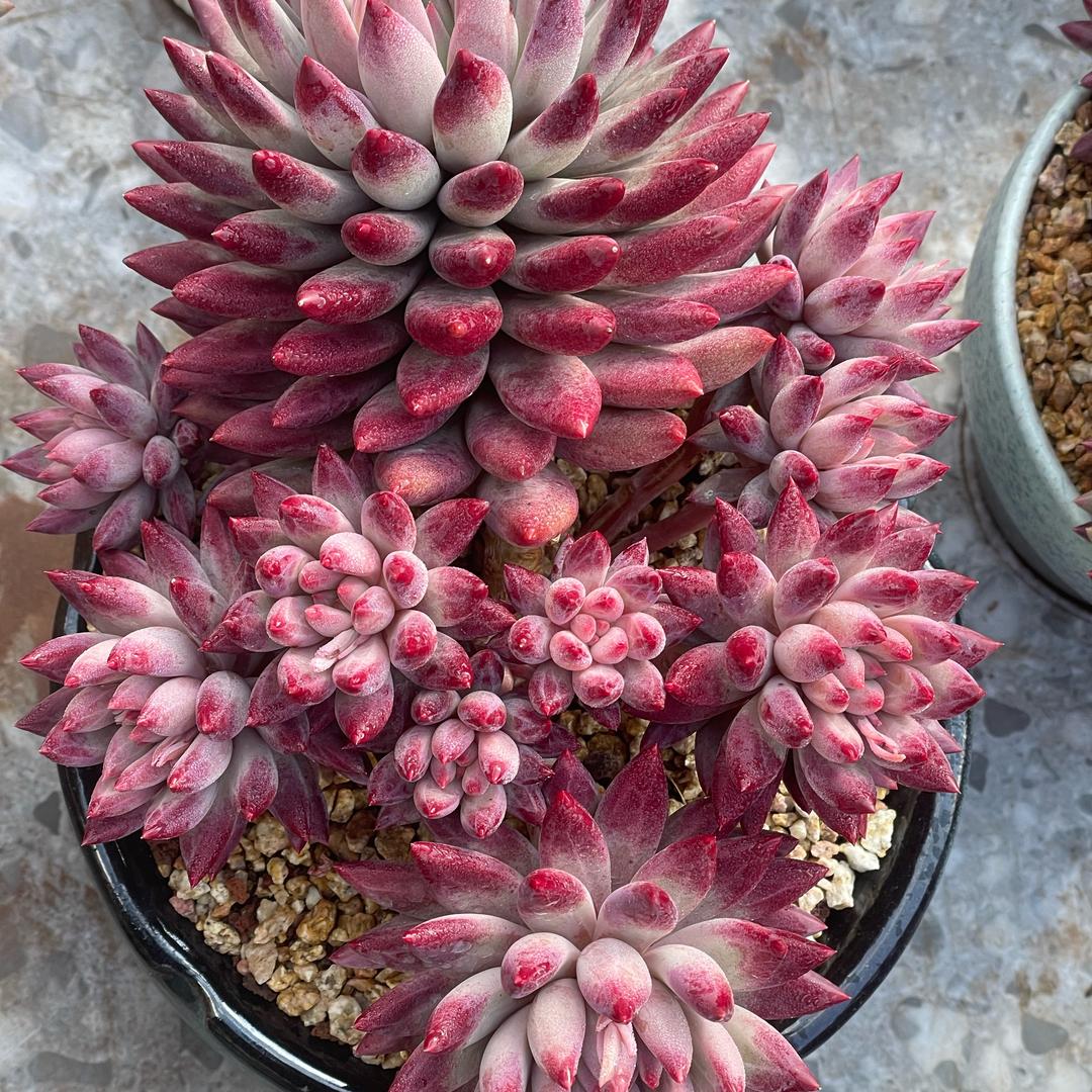 好好先生16888♚