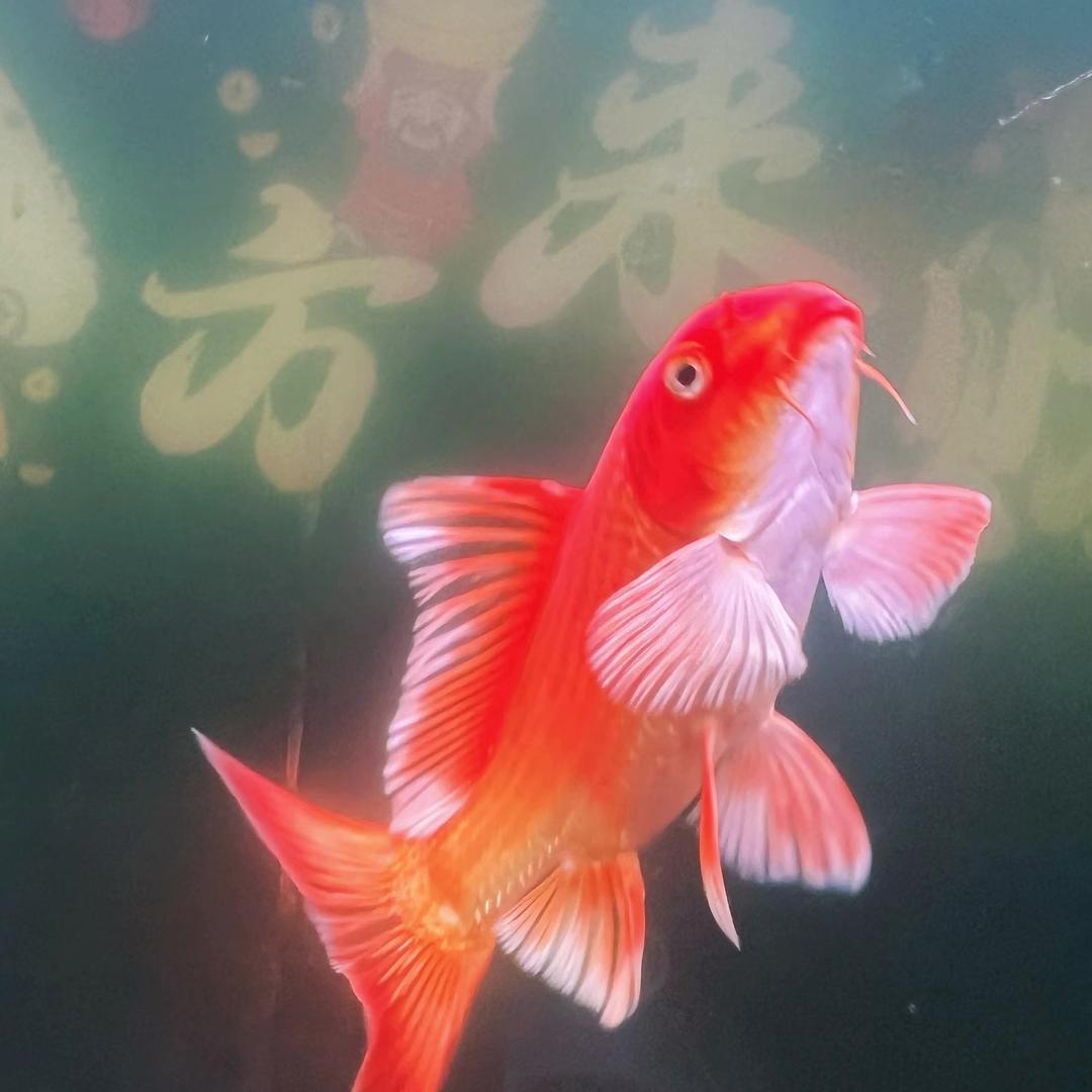 珊珊🎀养蝴蝶鲤日记