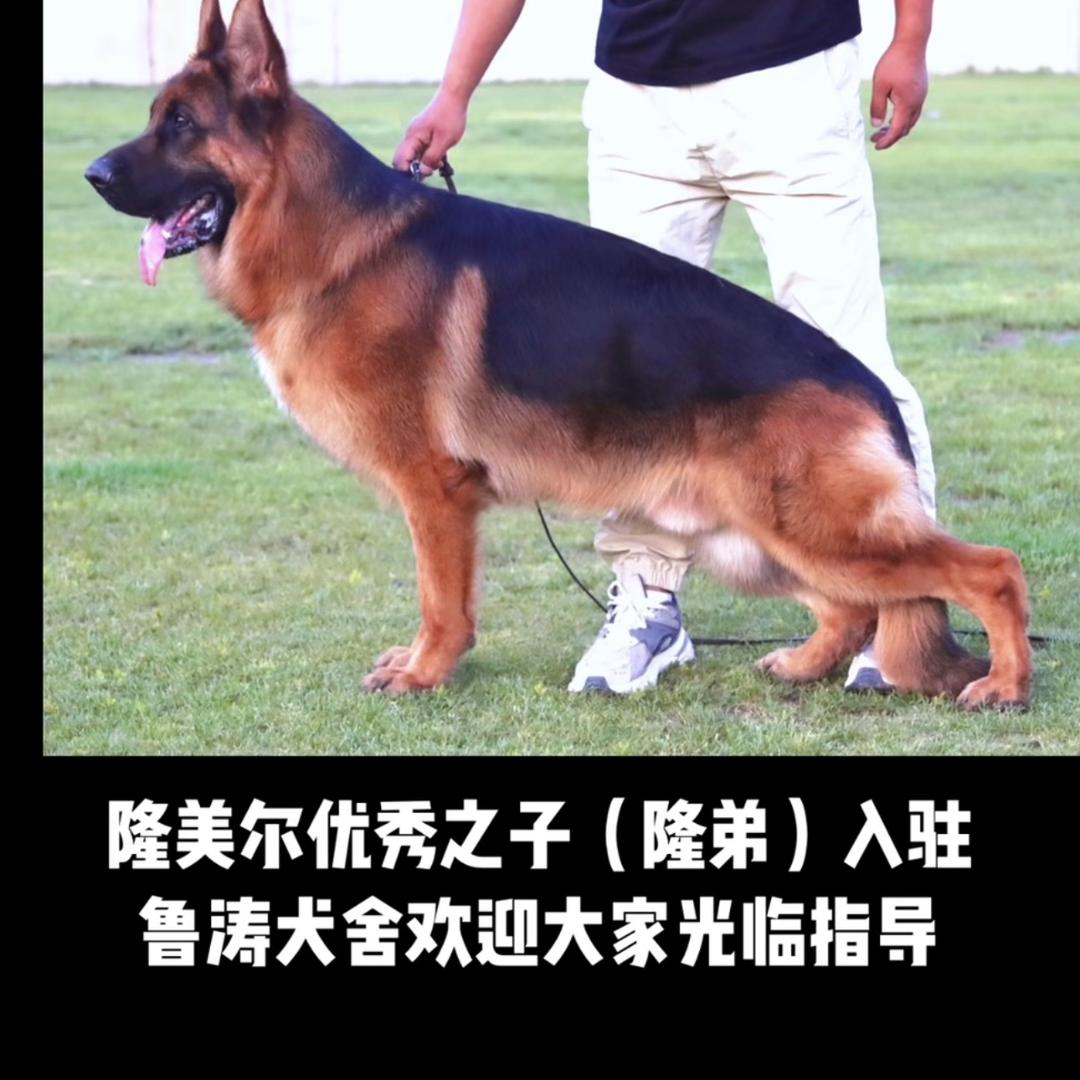 鲁涛