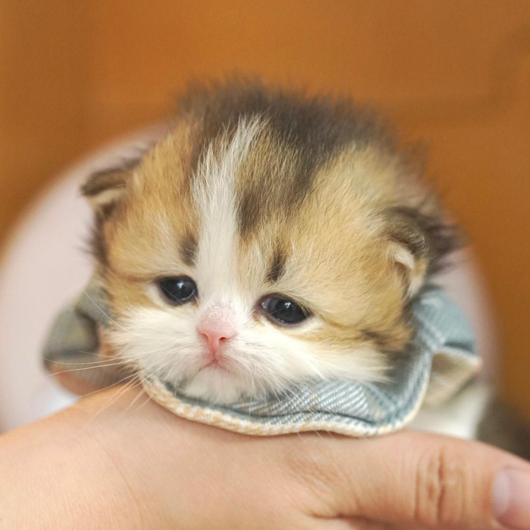 @金夏家的矮脚猫舍