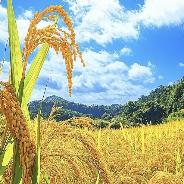 山农百味