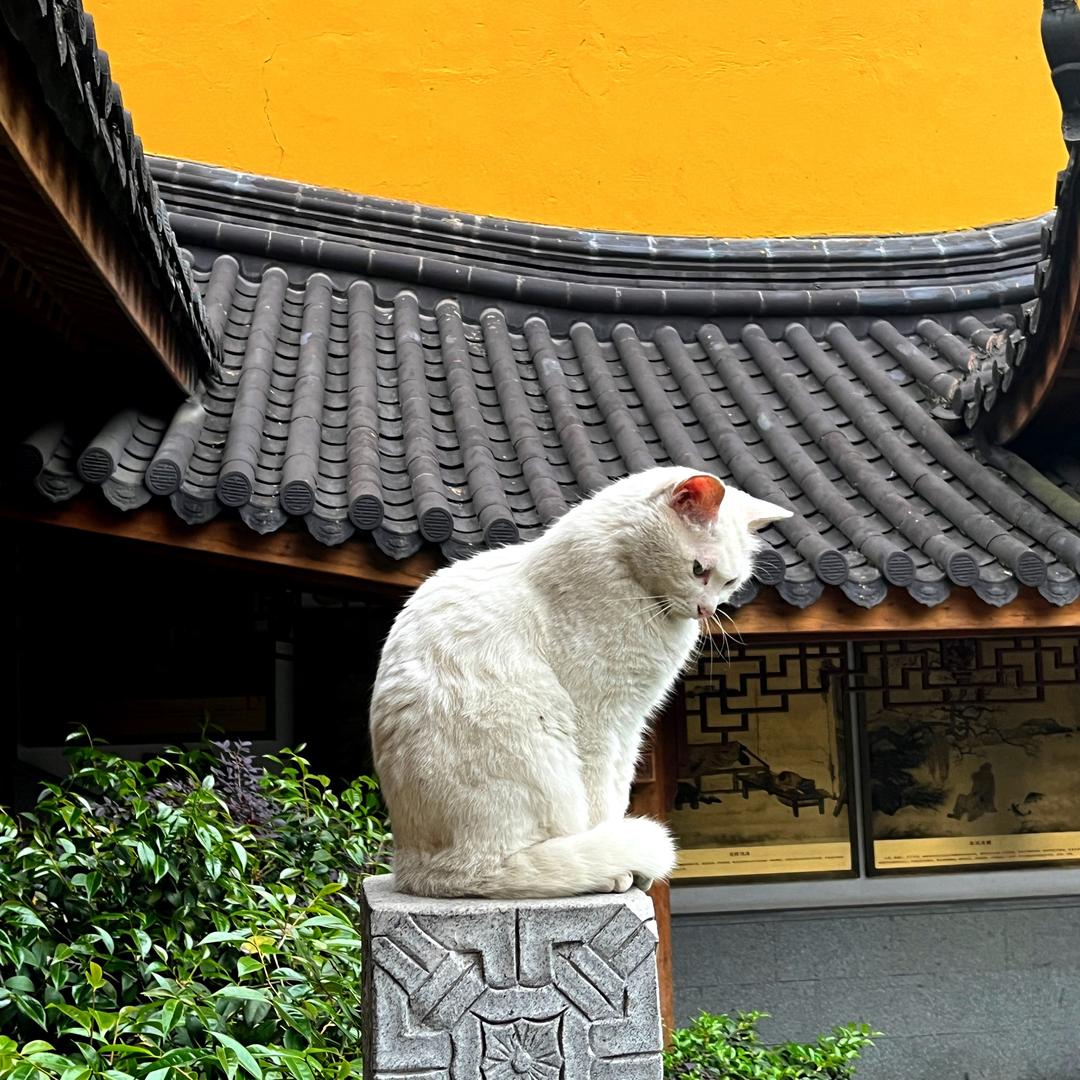 玩玩