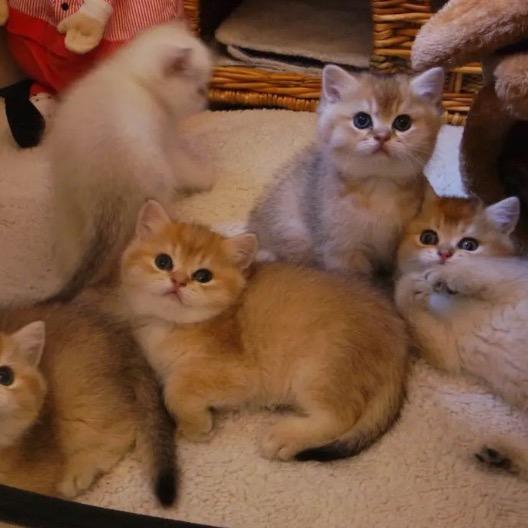 情宠爱一屋（咨询看主页）