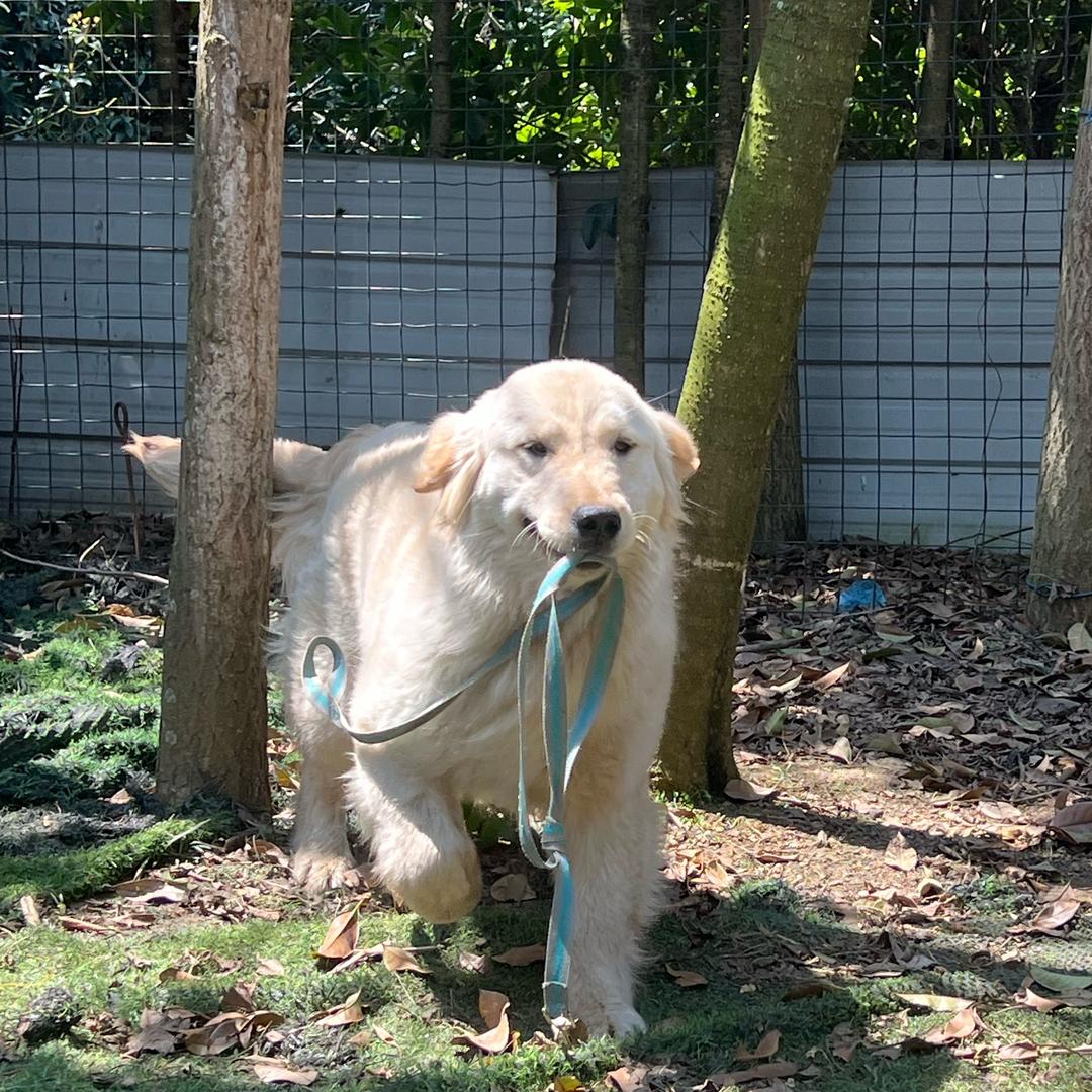 贵阳金毛赛虎犬舍
