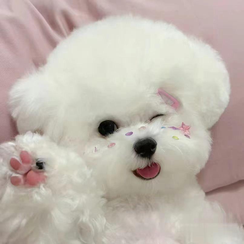 宠萌日记