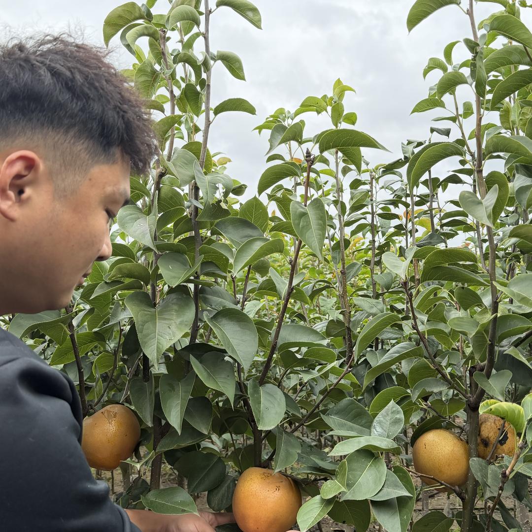 璞星果树苗木专营店优选