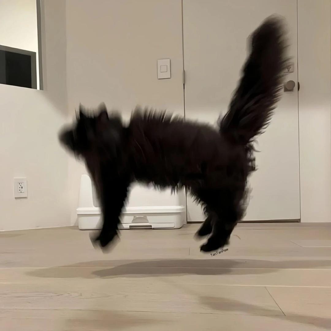 火爆抱饱猪.