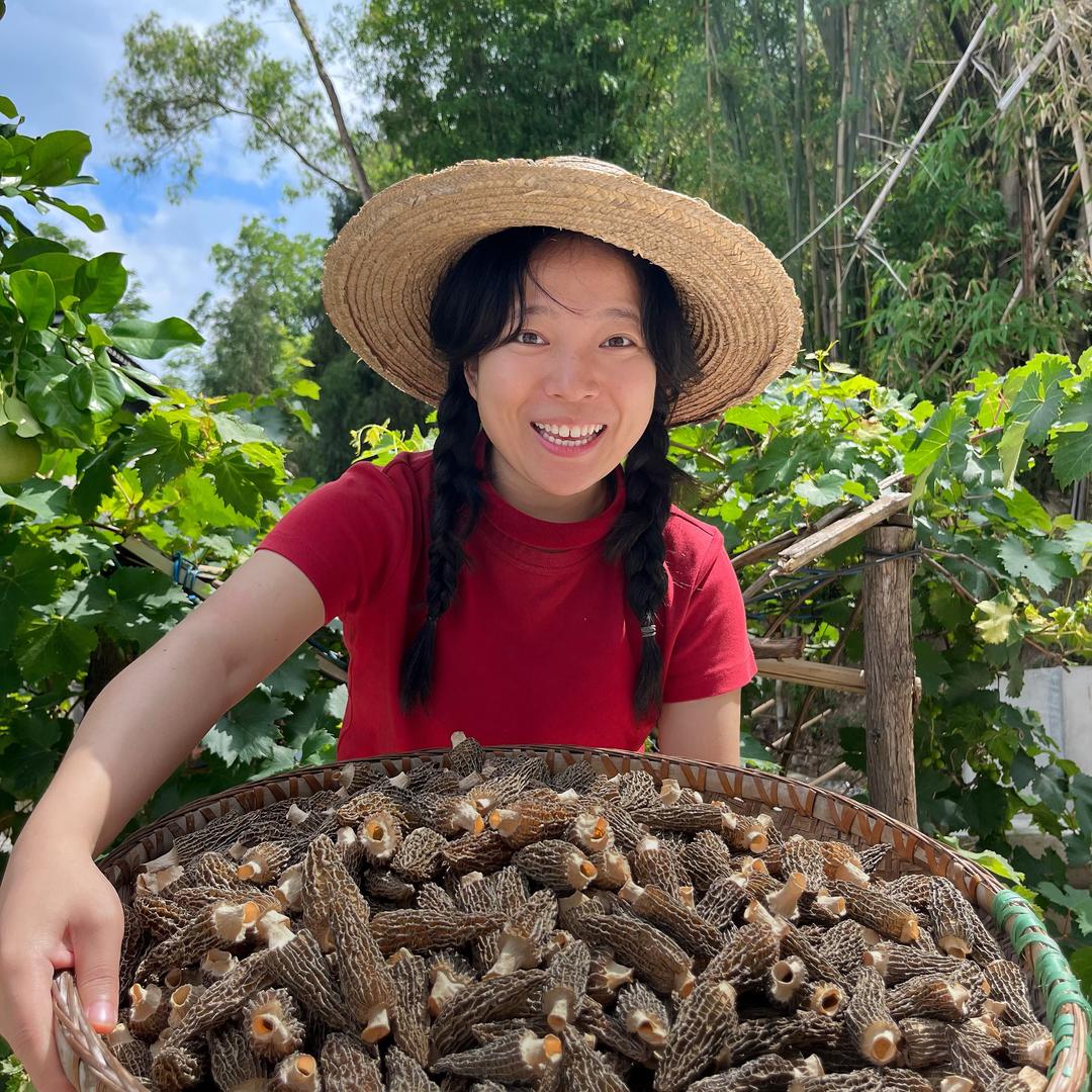 羊肚菌