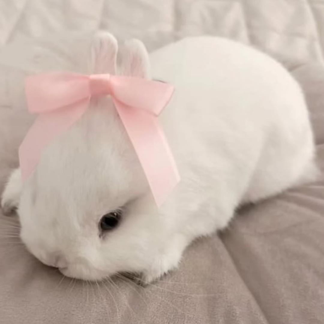 🐰