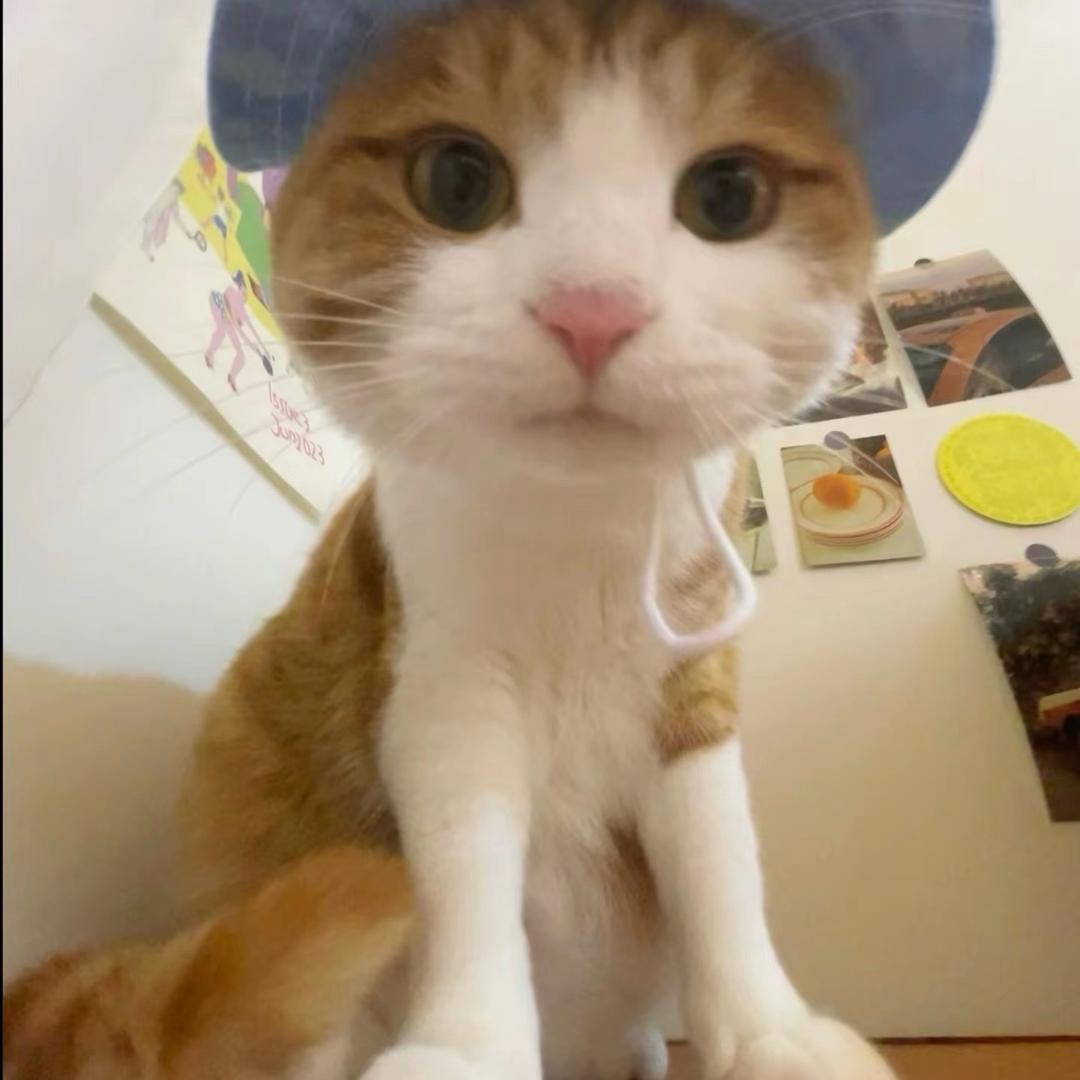 屋檐下的猫