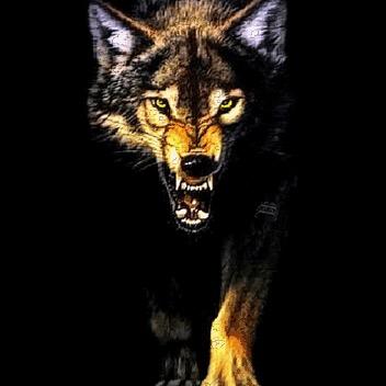 南疆恶狼(小号)