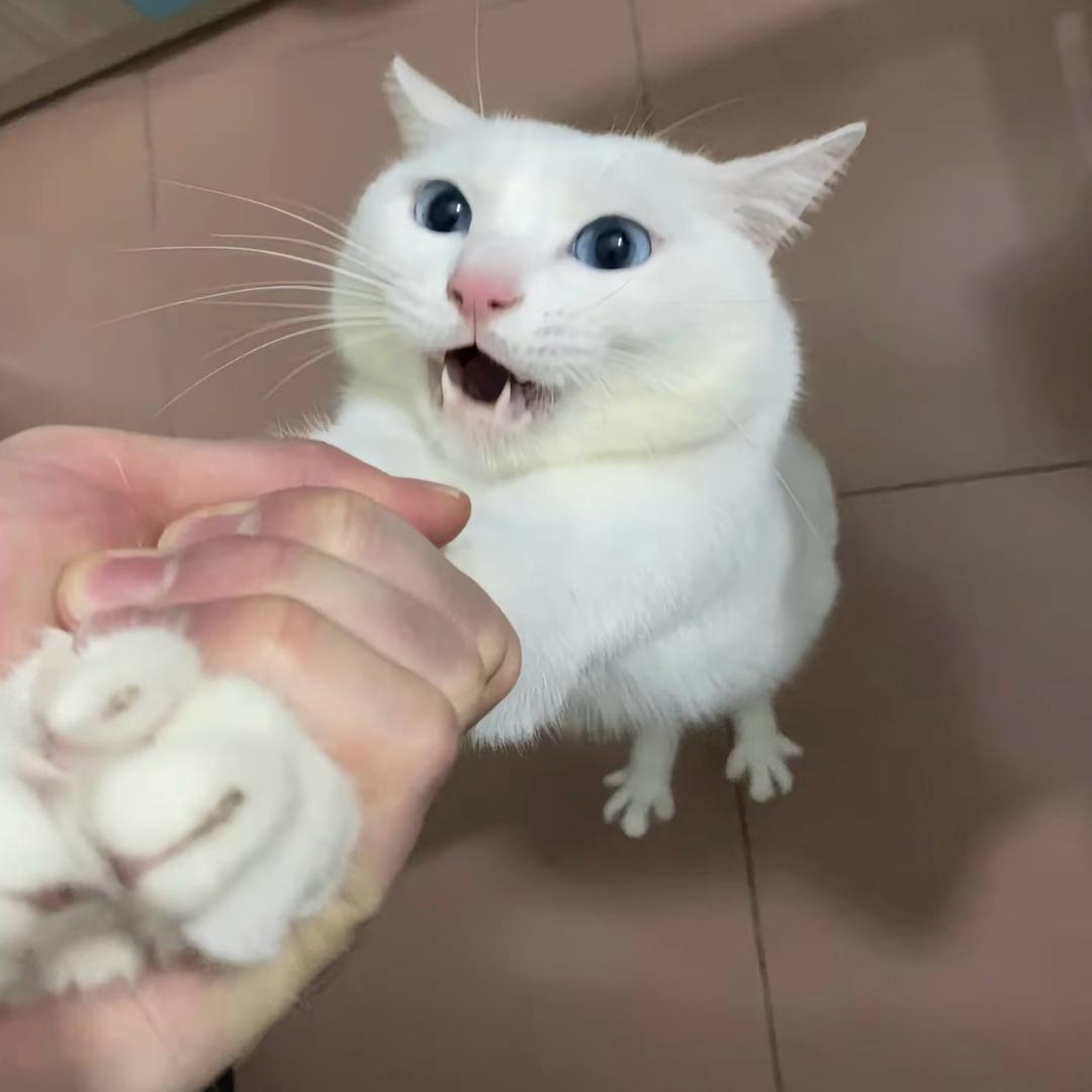 米亚内哈吉麻