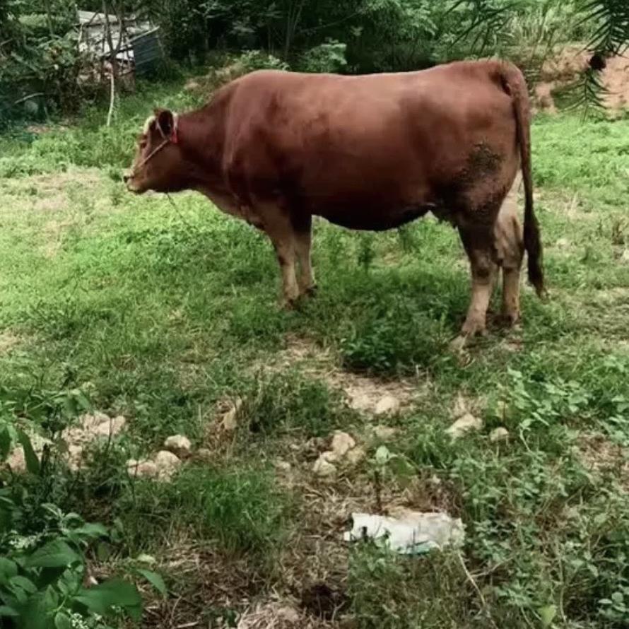 浦江速时鲜肉