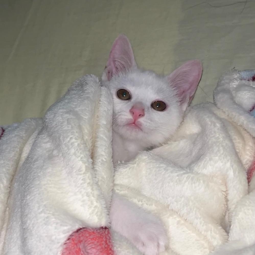蒜香小猫