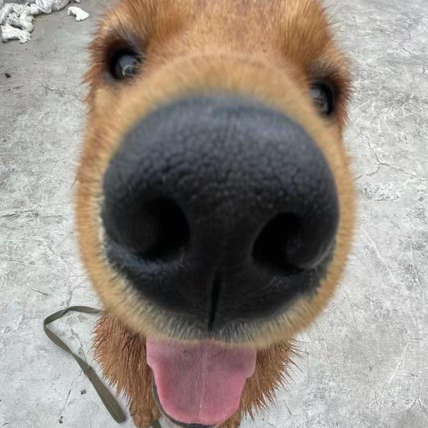 happy是金毛