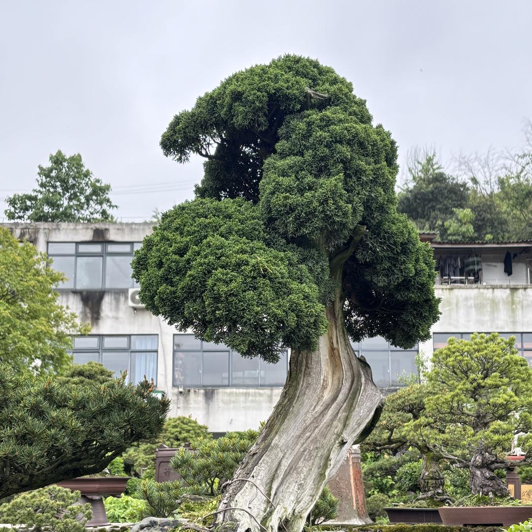 雅艺盆景汇